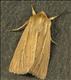 2198 (73.293) Smoky Wainscot